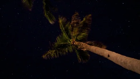 Palm Tree And Star Lapse Stock Footage 73905067