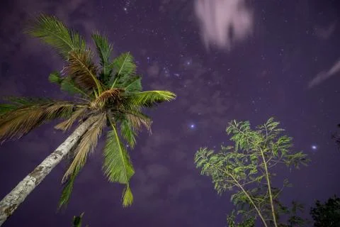 Palm tree and starry sky Stock Photos