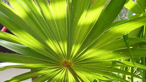 Palm tree and sun beam summer concept holidays tropical destination 스톡 동영상 118873257