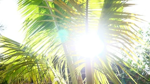 Palm tree and sun beam summer concept holidays tropical destination Stock Footage 118873288