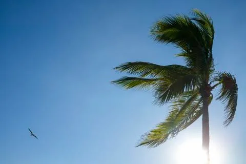 Palm tree and sun flare against clear blue sky Stock Photos