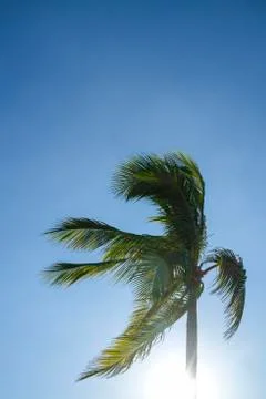 Palm tree and sun flare against clear blue sky Stock Photos