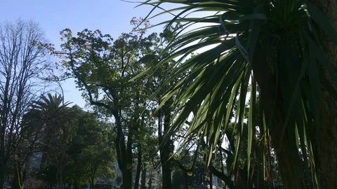 Palm tree and the sun Video stock 105723001