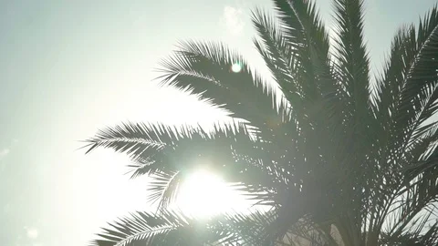 The palm tree and the sun Vídeo Stock 107891564