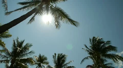 Palm Tree and sun in Miami Florida 30p Stock Footage 11982943