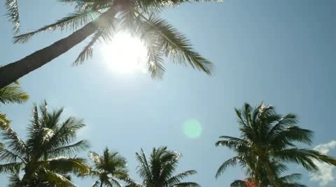 Palm Tree and sun in Miami Florida 24p Vídeo Stock 11982994