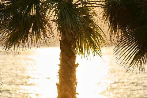 Palm tree and sunset background Foto stock