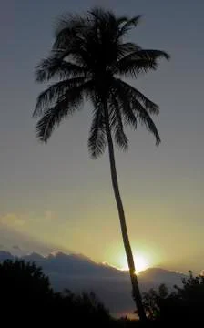 Palm Tree and Sunset Stock-Fotos