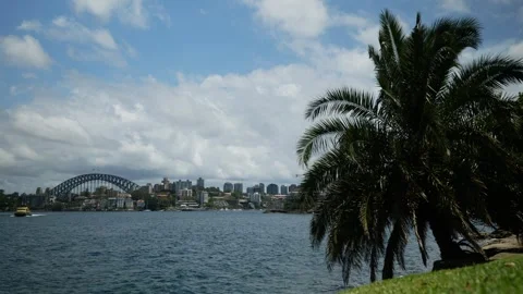 A palm tree and Sydney Harbour bridge in distance 6K Stock Footage 301541065