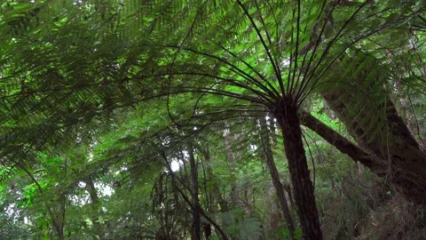 Palm tree and tall trees in a forest of new zealand bay of islands Stock Footage 131952225