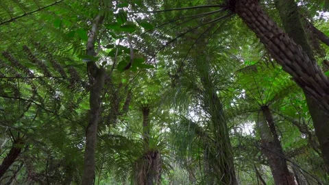 Palm tree and tall trees in a forest of new zealand bay of islands Stock Footage 131952367