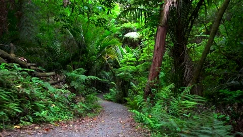 Palm tree and tall trees in a forest of new zealand Stock Footage 131952386