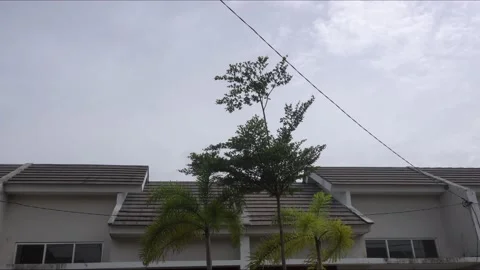 Palm tree and Terminalia catappa or Ketapang tree and Alstonia scholaris Stock-Footage 232473499