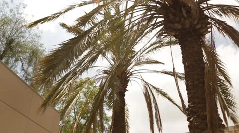 Palm tree and a tower in Jerusalem Stock Footage 63450752