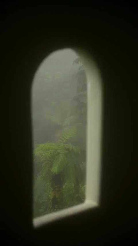 Palm tree and tropical jungle isolated in framed arched window Stock Footage 327698170
