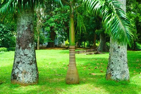 Palm tree and two trees in the park Stock Photos