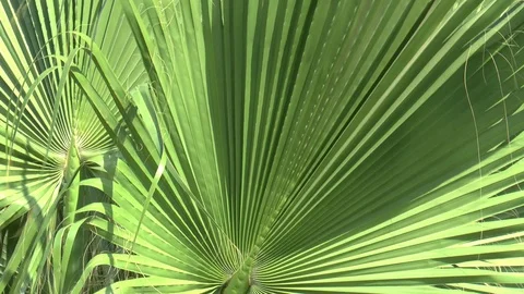 Palm Tree And Water Reflections Stock Footage 95252793