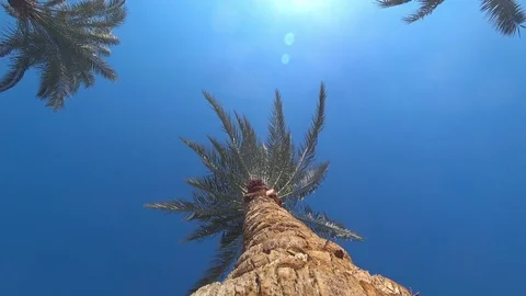 Palm tree and wind Stock Footage 83992995