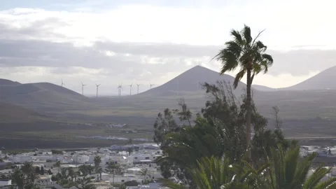 Palm Tree and Wind Turbines in Volcanic Landscape Lanzarote 스톡 동영상 331648545
