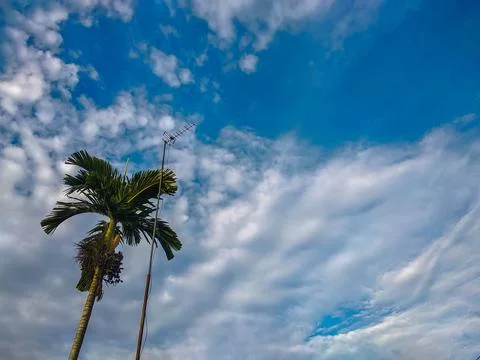 Palm tree, antenna, white clouds and sky Stock Photos