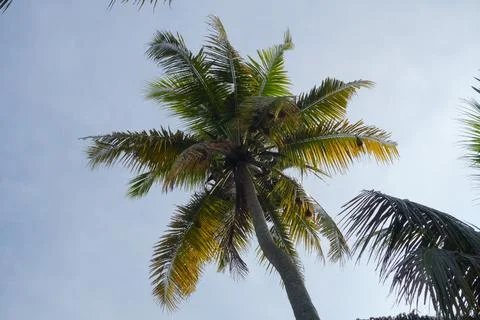 Palm tree (areaceae) Stock Photos