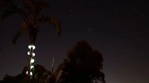 Palm tree astro lapse florida Stock Footage 99101793