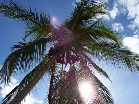 Palm tree in back-light Foto stock