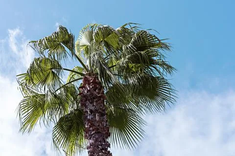 Palm tree on background of blue cloudy sky bottom view, summer tropical backg Stock Photos