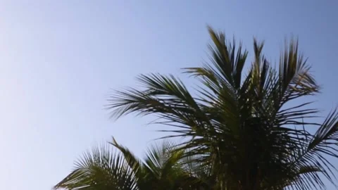 Palm tree on a background of blue sky on a windy day. Stock-Footage 150417900