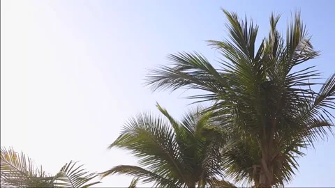Palm tree on a background of blue sky on a windy day. Video stock 150417980