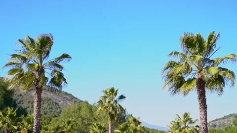 Palm tree on the background of a blue sky Stock Footage 280693310