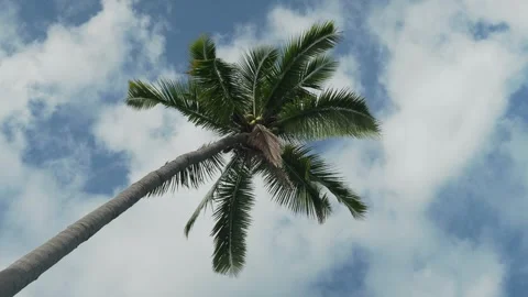 Palm tree with background of blue sky and white clouds Stock Footage 331281711
