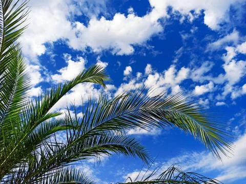 Palm tree on a background of blue sky with white clouds on a sunny day Foto stock