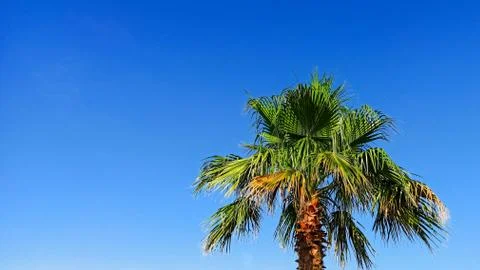 Palm tree on a background of blue sky on a sunny day. Beautiful tropical Stock Photos