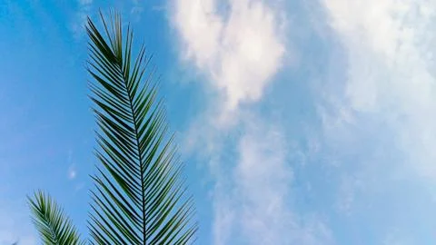 Palm tree on a background of blue sky with white clouds on a sunny day Stock Photos