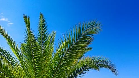 Palm tree on a background of blue sky on a sunny day. Beautiful tropical Foto stock