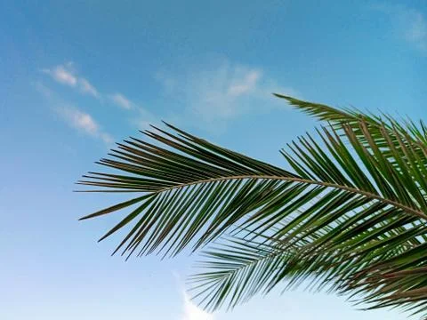 Palm tree on a background of blue sky with white clouds on a sunny day Stock Photos