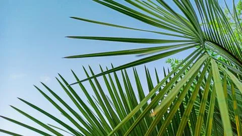 Palm tree on a background of blue sky on a sunny day. Beautiful tropical Stock Photos