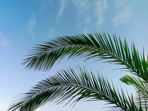 Palm tree on a background of blue sky with white clouds on a sunny day Foto stock