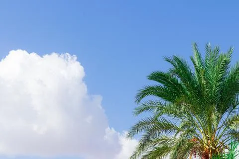 Palm tree on a background of blue sky, the concept of rest and vacation in warm Stock Photos