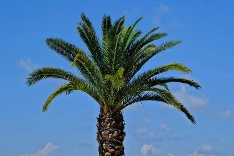Palm tree on a background of blue sky. Tropical landscape. Stock-Fotos