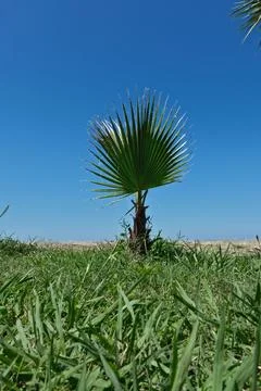 Palm tree on the background of the blue sky, green grass and the sea Stock Photos