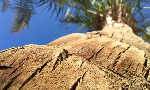 Palm Tree on The Background of a Clear Blue Cloudless Sky Stock Photos
