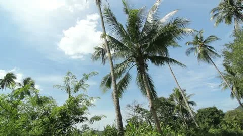 Palm tree background Stock Footage 22095333