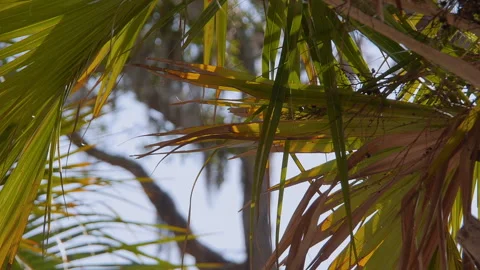 Palm Tree Background 스톡 동영상 245043571