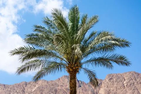 Palm tree on a background of mountains and blue sky with white clouds Stock Photos