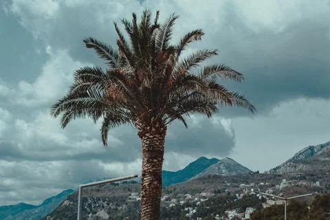 Palm tree on the background of mountains Foto stock
