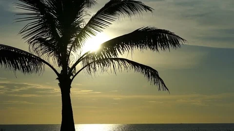 Palm tree on the background of the ocean Stock Footage 75713806