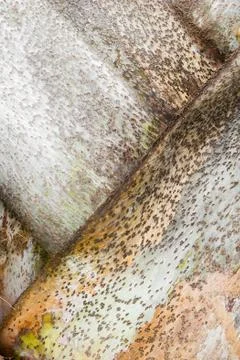 Palm tree background Stock Photos