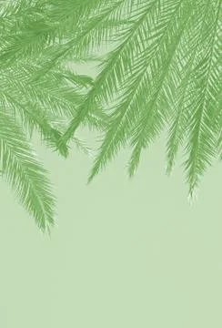 Palm tree background Foto stock